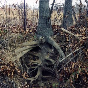 00-00-0000 Hickory Tap Root-Website