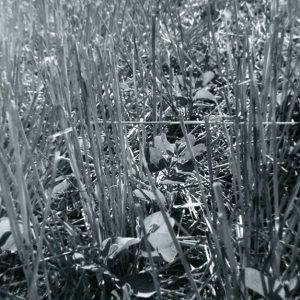 00-00-0000 Looks like soybeans growing up through tall stalkes #1-website