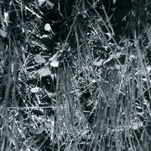 00-00-0000 Looks like soybeans growing up through tall stalkes #2-website