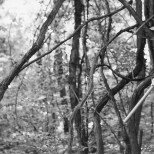 00-00-0000 Man looking at grape vines-Photo by Robert Mills