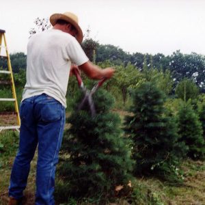 00-00-0000 Man pruning pine tree at W&G#1-Website