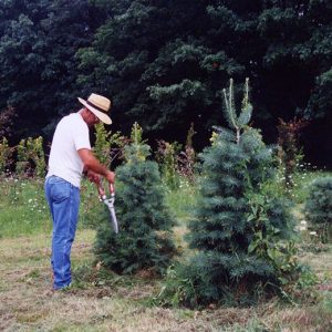 00-00-0000 Man pruning pine tree at W&G#2-Website