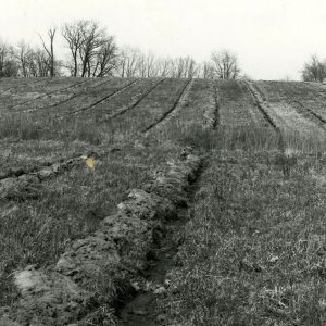 Plowed furrows for tree planting project