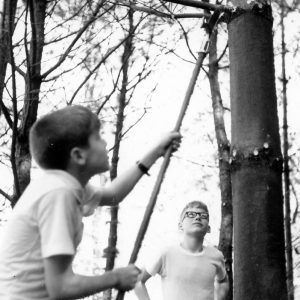 00-00-0000 Scout cutting branh off tree while another one looks on. Photo by Robert Mills