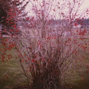 00-00-0000 Shrub with red flowers or berries-0001