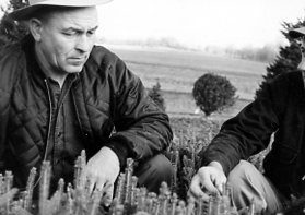 00-00-0000 Two men kneeling in field examining tree seedlings. Photo by Robert Mills