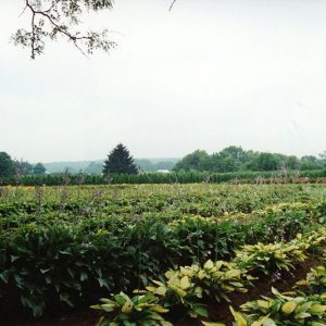 00-00-0000 W&G Landscape plants #1-Website