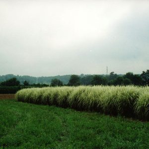 00-00-0000 W&G Landscape plants #2-Website