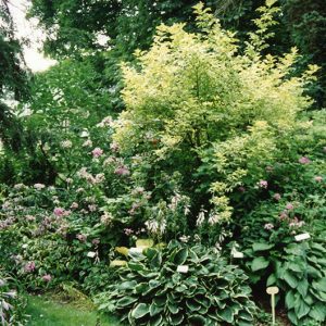 00-00-0000 W&G Landscape plants & flowers#2-Website