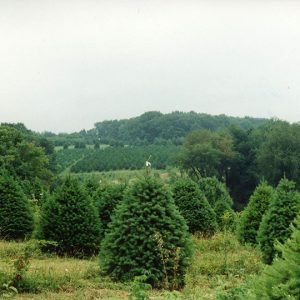 00-00-0000 W&G Landscape trees#2-Website