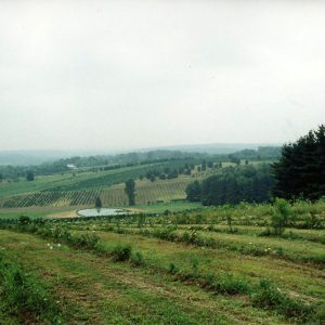 00-00-0000 W&G Landscape trees#7-Website