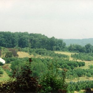 00-00-0000 W&G Landscape trees#9-Website