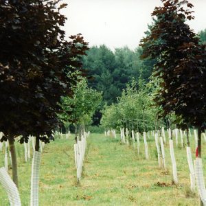 00-00-0000 W&G Rows of trees-Website