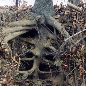 00-00-0000 Young Hickory showing tap root-Website