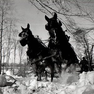 02-04-1968 Snow flies as 4300 pounds of horses pull a log to the truck-photo by T.Wolf-0001