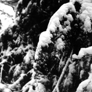 02-09-1969 snow on evergreen-website