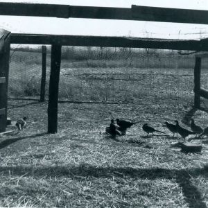 03-24-1964 Maurice Cook#2-website