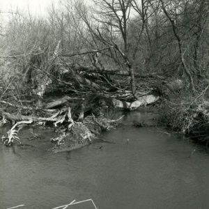 03-87 Logjam caused by downed willows,250 ft long-website
