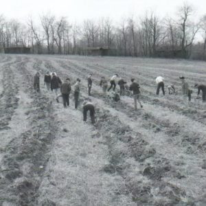 04-08-1967 Tree Planting