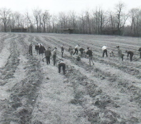 April 8, 1967. Tree planting
p srcset=