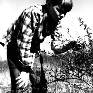 04-13-1976 H.Cox Boy Scout Troop 118 examines multiflora rose fruit available for birds Don Robinson farm-website