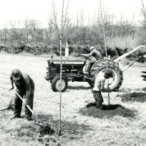 05-16-1974 Four are shown John Leedy,Roger Spayde, Guy Beesman as they plant young trees at the Wade & Gatton Nursery near Bellville-website
