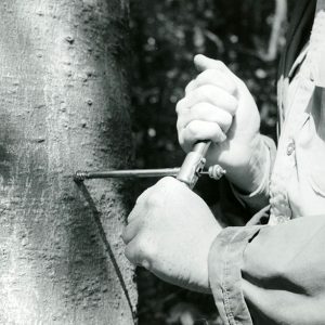 05-23-1958 Forester James Lenox as he takes an increment boring to determine growth rates-website