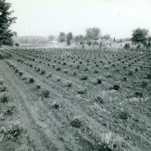 06-22-1966 Wade Gatton Nursery#1-website