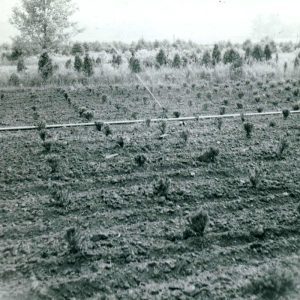 06-22-1966 Wade Gatton Nursery#2-website
