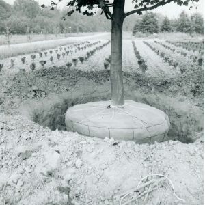06-22-66 Wade & Gatton Nursery. Tree with ball exposed-website