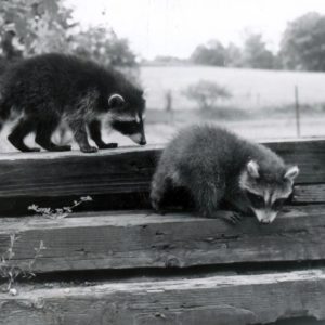 07-10-1977 Raccoons @ J.U.L.s-0001