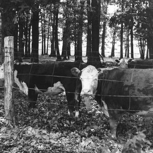 07-25-1966 Cattle in woods. U.S. 50, 20 miles from W.VA state line-website