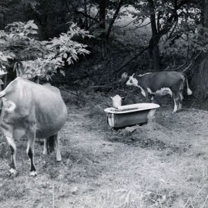 08-21-66. Cows. Noble County-0001