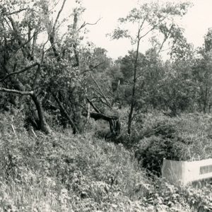 1990 Cedar Fork Tornado clean-up #26-website