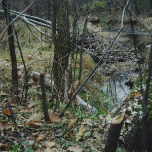 1992 Watson Woods in Lexington