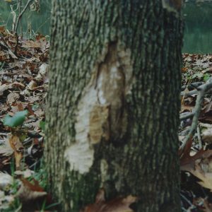 1992 Watson Woods in Lexington