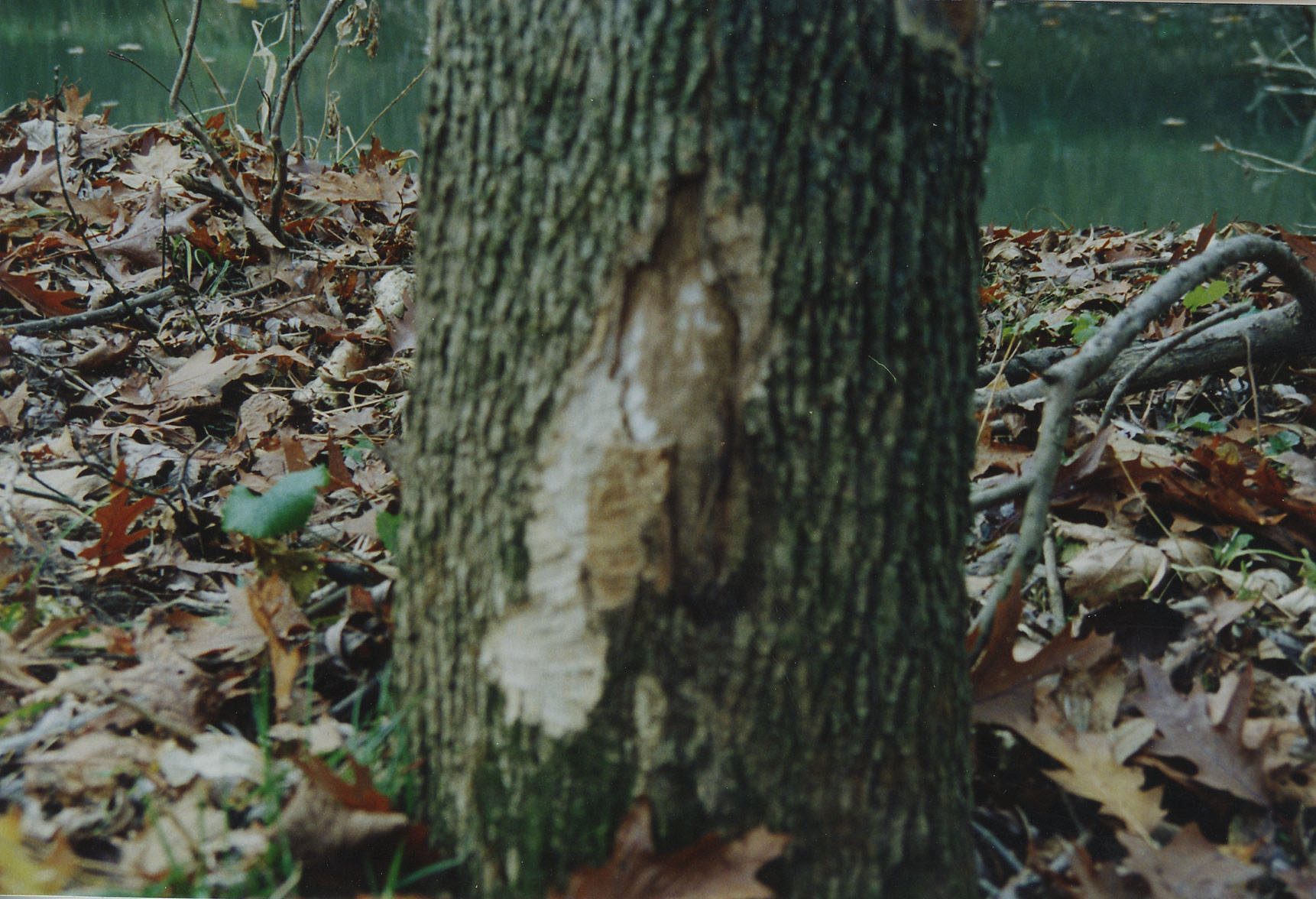 1992 Watson Woods in Lexington
Photo ID#: E36