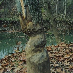 1992 Watson Woods in Lexington
