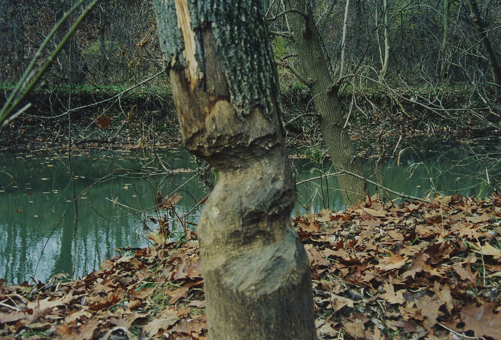 1992 Watson Woods in Lexington
Photo ID#: E35