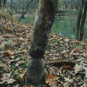 1992 Watson Woods in Lexington