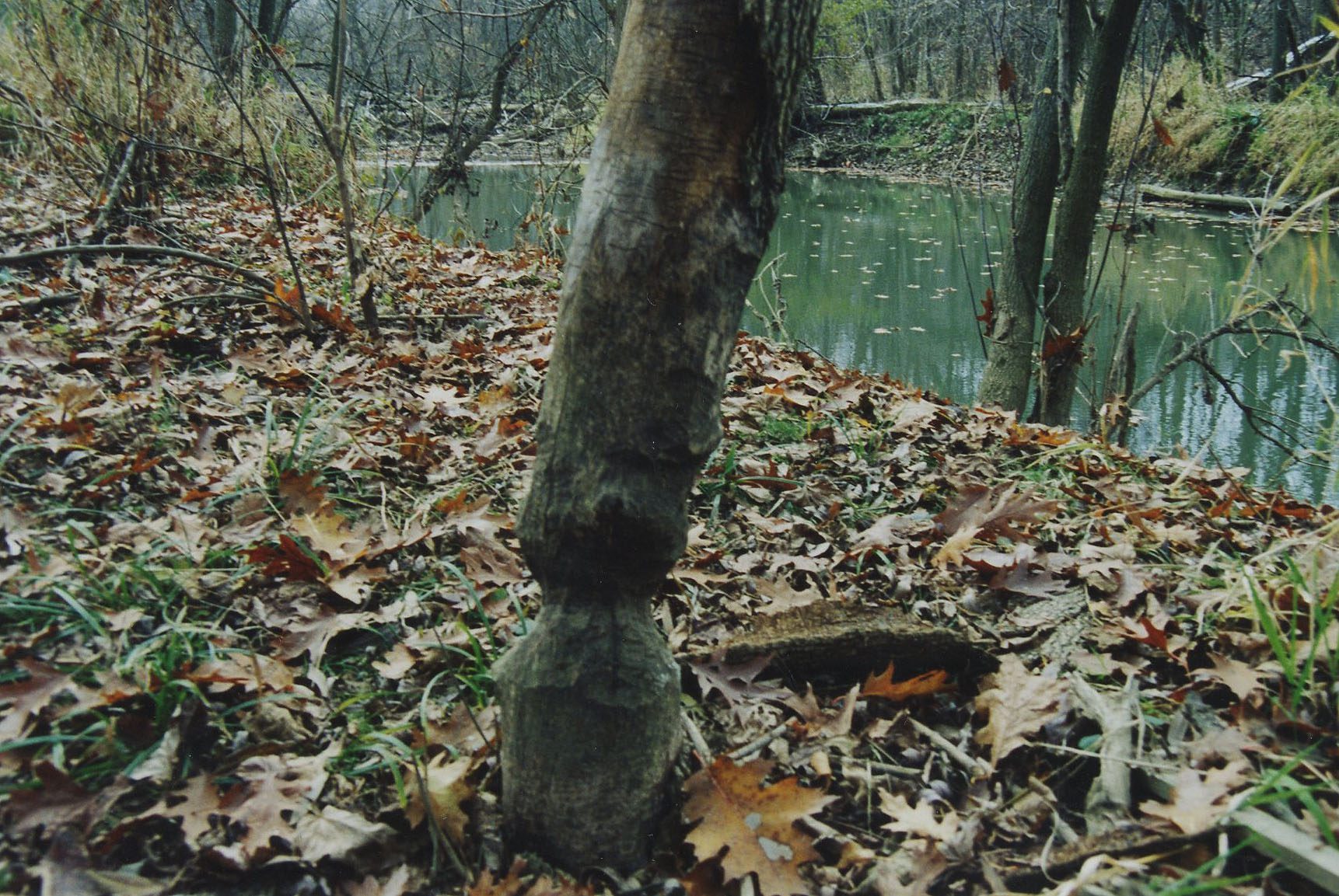 1992 Watson Woods in Lexington
Photo ID#: E34