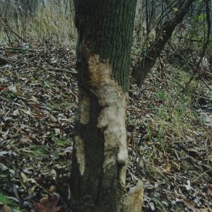 1992 Watson Woods in Lexington