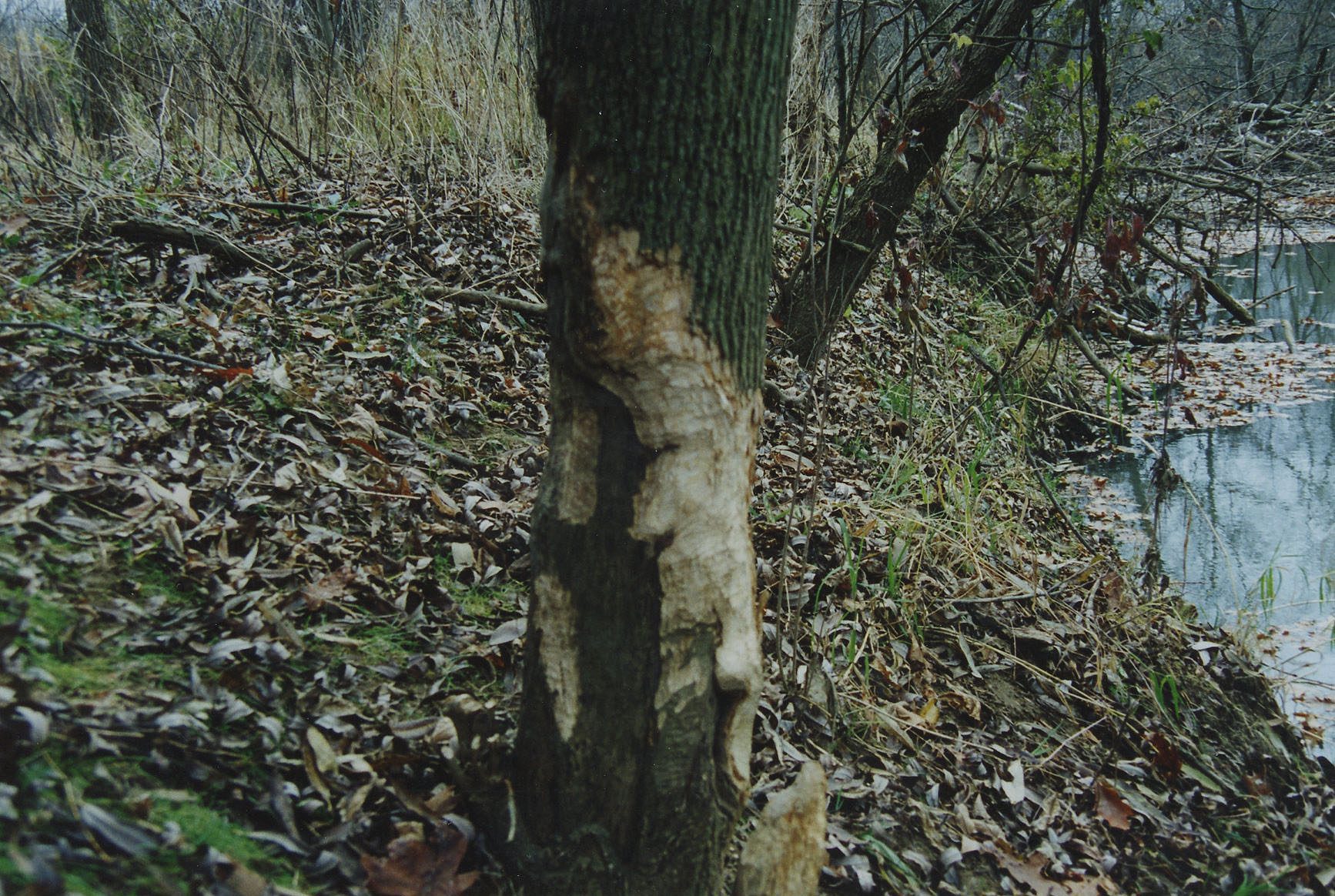 1992. Watson's Woods, Lexington
Photo ID#: E33