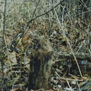 1992 Watson Woods in Lexington