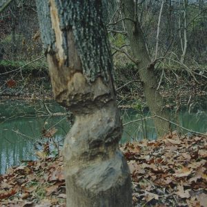1992 Watson Woods Beaver Damage in Lexington