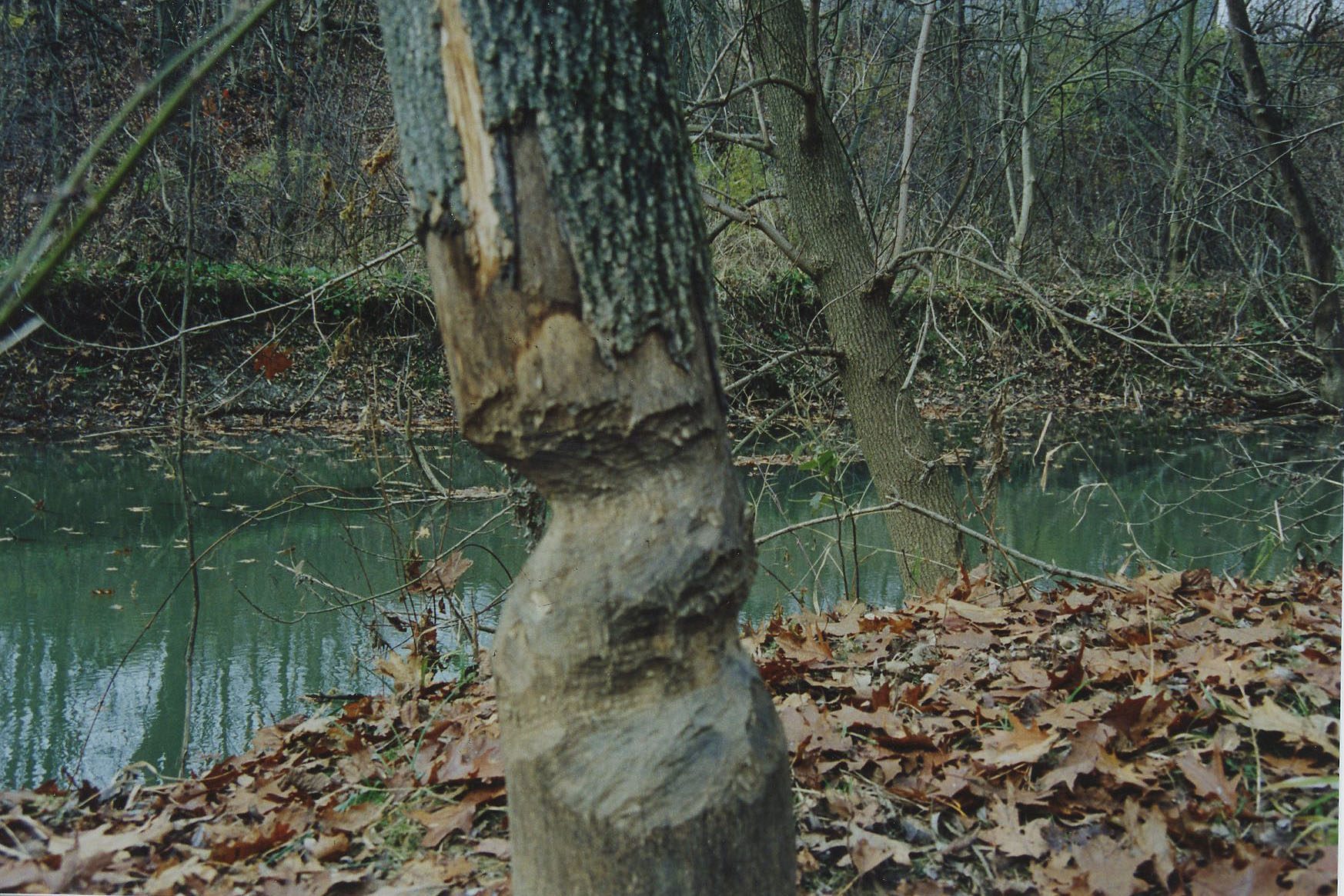 1992. Watson Woods Beaver Damage in Lexington
Photo ID#: E29