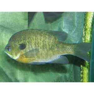 Bluegill_Lepomis_macrochirus