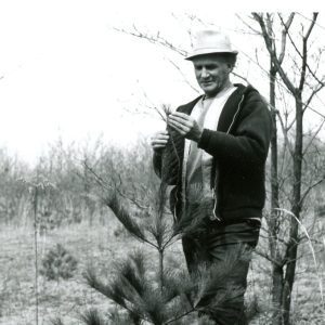 Examining Top Growth of Christmas Tree (photo by Robert Mills)