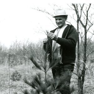 Examining Top Growth of Christmas Tree (photo by Robert Mills) web