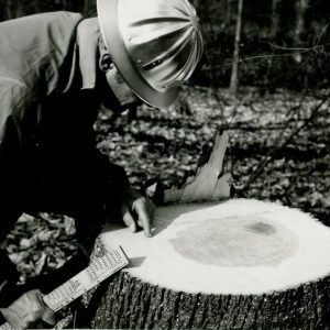 Examining Tree Rings (photo by Robert Mills)